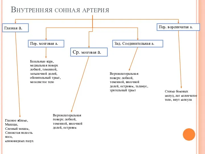 Внутренняя сонная артерия Глазная а. Пер. мозговая а. Ср. мозговая