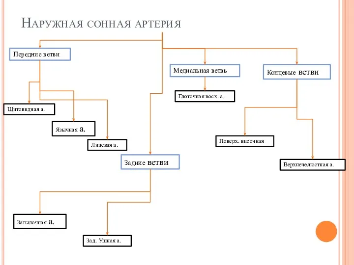 Наружная сонная артерия Передние ветви Задние ветви Медиальная ветвь Концевые