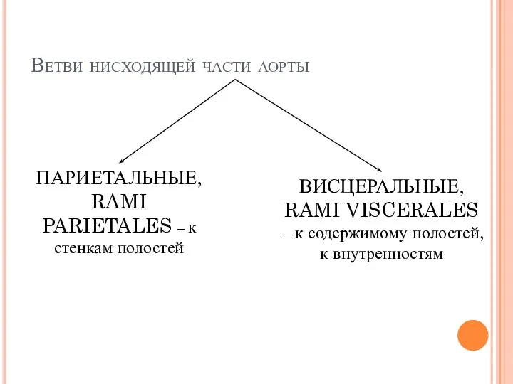 Ветви нисходящей части аорты ПАРИЕТАЛЬНЫЕ, RAMI PARIETALES – к стенкам