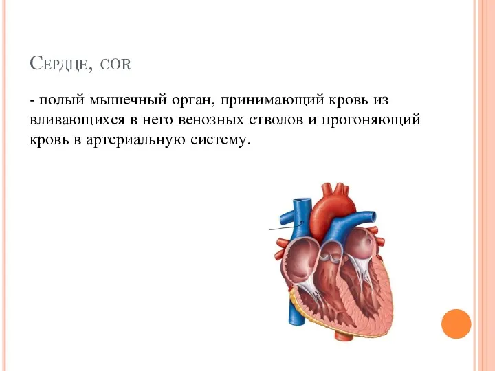 Сердце, cor - полый мышечный орган, принимающий кровь из вливающихся