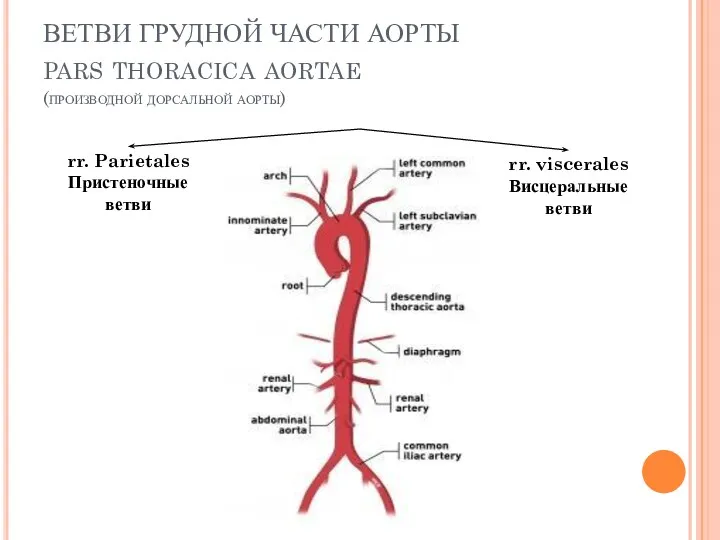 ВЕТВИ ГРУДНОЙ ЧАСТИ АОРТЫ pars thoracica aortae (производной дорсальной аорты)