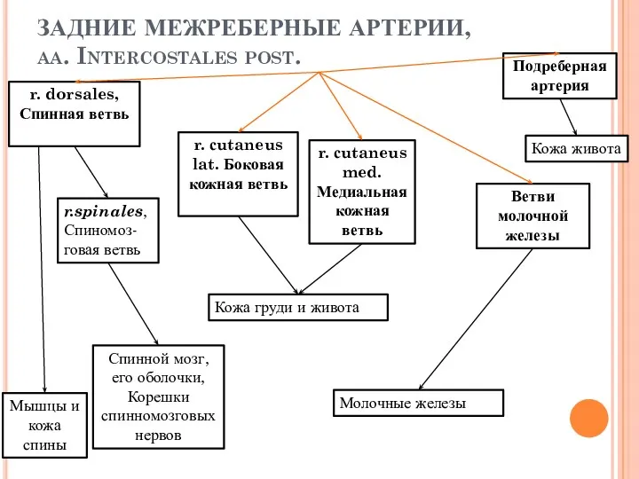 ЗАДНИЕ МЕЖРЕБЕРНЫЕ АРТЕРИИ, aa. Intercostales post. r. dorsales, Спинная ветвь