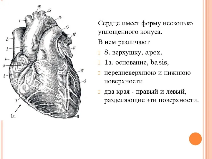 Сердце имеет форму несколько уплощенного конуса. В нем различают 8.