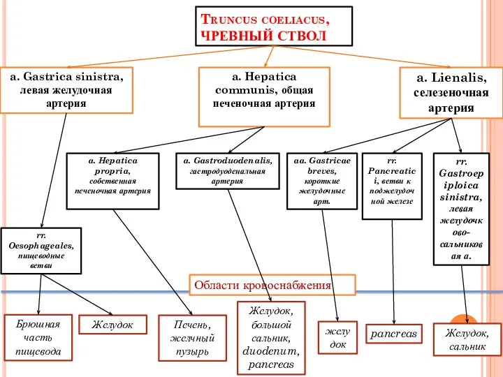 Truncus coeliacus, ЧРЕВНЫЙ СТВОЛ a. Gastrica sinistra, левая желудочная артерия