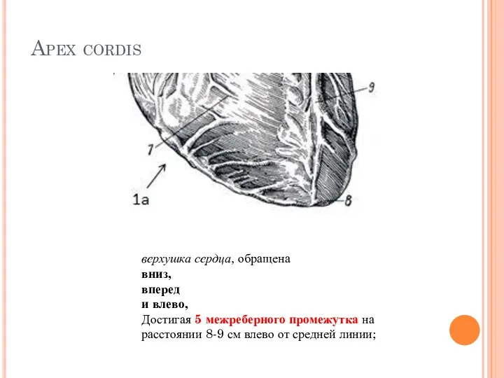 Apex cordis верхушка сердца, обращена вниз, вперед и влево, Достигая