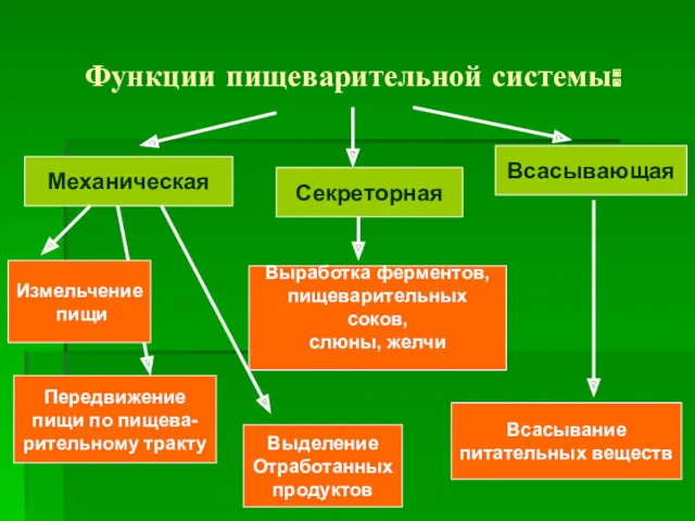 Функции пищеварительной системы: Механическая Секреторная Всасывающая Измельчение пищи Передвижение пищи