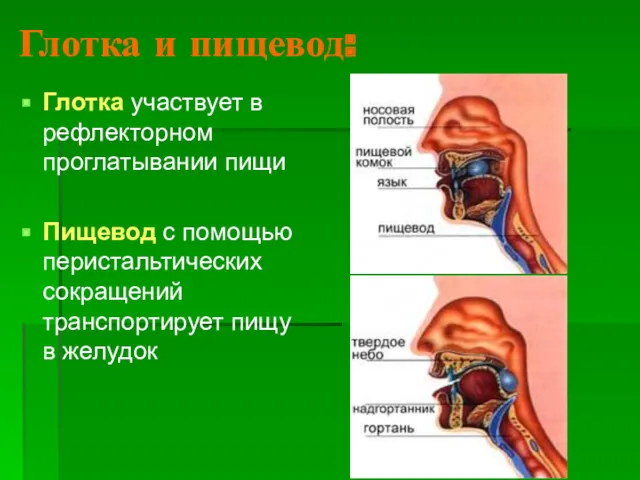 Глотка и пищевод: Глотка участвует в рефлекторном проглатывании пищи Пищевод