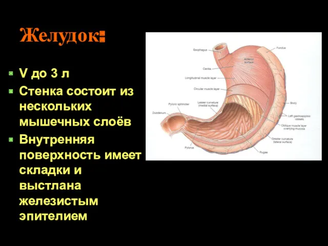 Желудок: V до 3 л Стенка состоит из нескольких мышечных