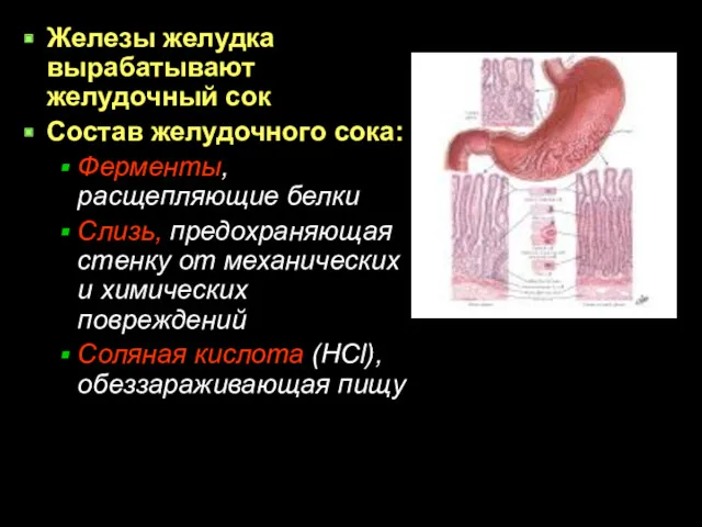 Железы желудка вырабатывают желудочный сок Состав желудочного сока: Ферменты, расщепляющие