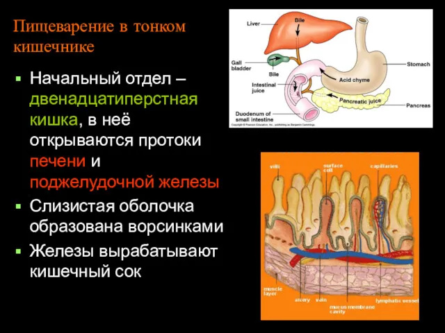 Пищеварение в тонком кишечнике Начальный отдел – двенадцатиперстная кишка, в