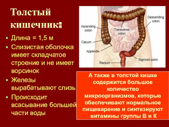 Толстый кишечник: Длина = 1,5 м Слизистая оболочка имеет складчатое