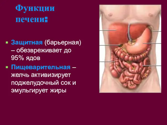 Функции печени: Защитная (барьерная) – обезвреживает до 95% ядов Пищеварительная