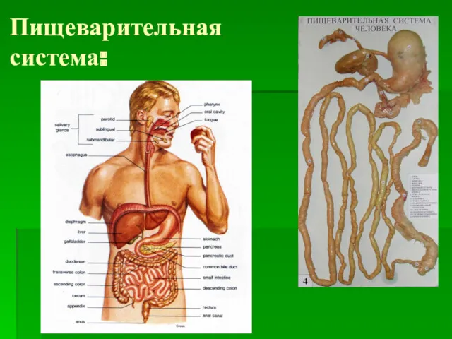 Пищеварительная система: