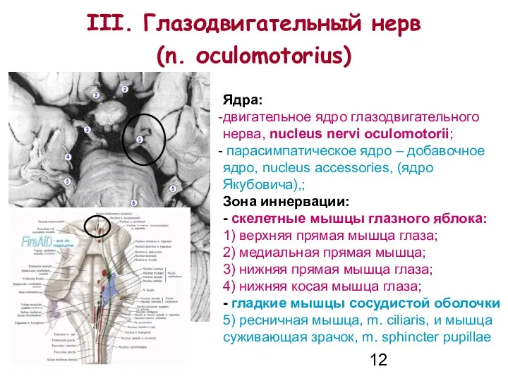 III. Глазодвигательный нерв (n. оculomotorius) Ядра: двигательное ядро глазодвигательного нерва,