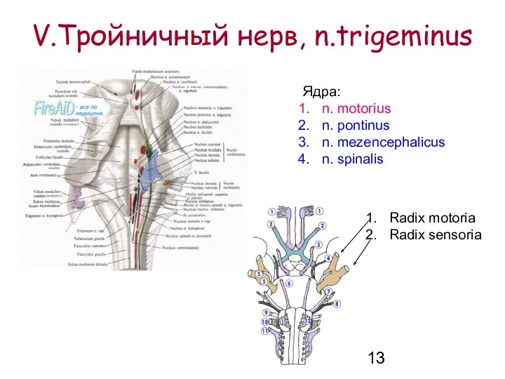 V.Тройничный нерв, n.trigeminus Ядра: n. motoгius n. pontinus n. mezencephalicus n. spinalis Radix motoria Radix sensoria
