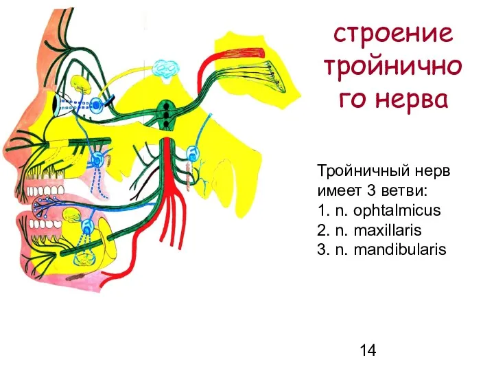 строение тройничного нерва Тройничный нерв имеет 3 ветви: 1. n.