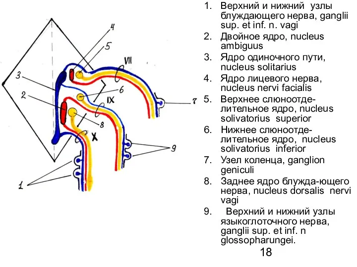 Верхний и нижний узлы блуждающего нерва, ganglii sup. et inf.