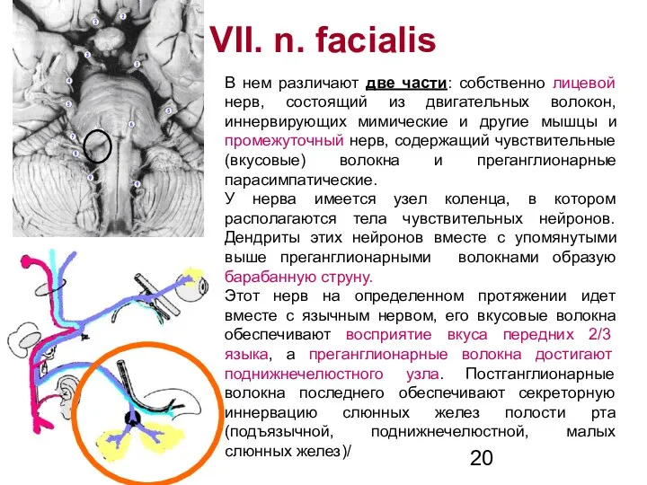 VII. n. facialis В нем различают две части: собственно лицевой