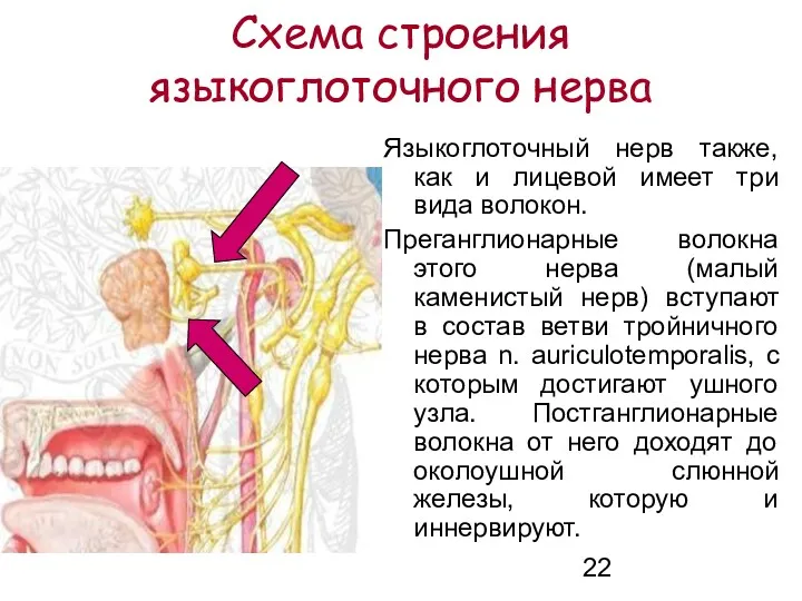 Схема строения языкоглоточного нерва Языкоглоточный нерв также, как и лицевой