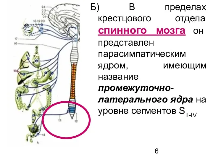 Б) В пределах крестцового отдела спинного мозга он представлен парасимпатическим