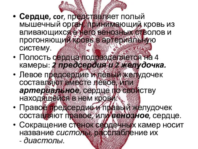Сердце, cor, представляет полый мышечный орган, принимающий кровь из вливающихся