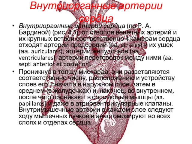 Внутриорганные артерии сердца Внутриорганные артерии сердца (по Р. А. Бардиной)