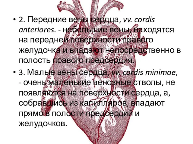 2. Передние вены сердца, vv. cordis anteriores. - небольшие вены,