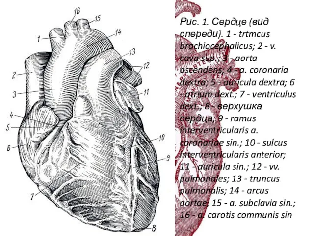 Рис. 1. Сердце (вид спереди). 1 - trtmcus brachiocephalicus; 2