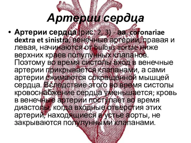 Артерии сердца Артерии сердца (рис. 2, 3) - аа. coronariae