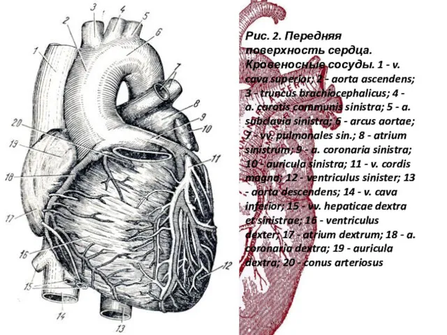 Рис. 2. Передняя поверхность сердца. Кровеносные сосуды. 1 - v.