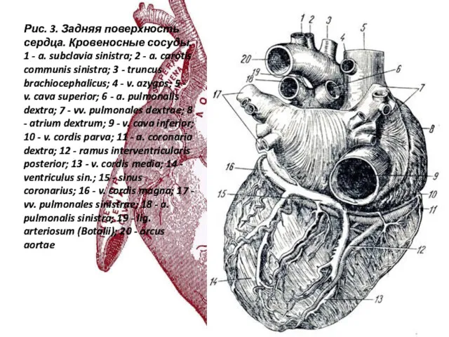 Рис. 3. Задняя поверхность сердца. Кровеносные сосуды. 1 - a.