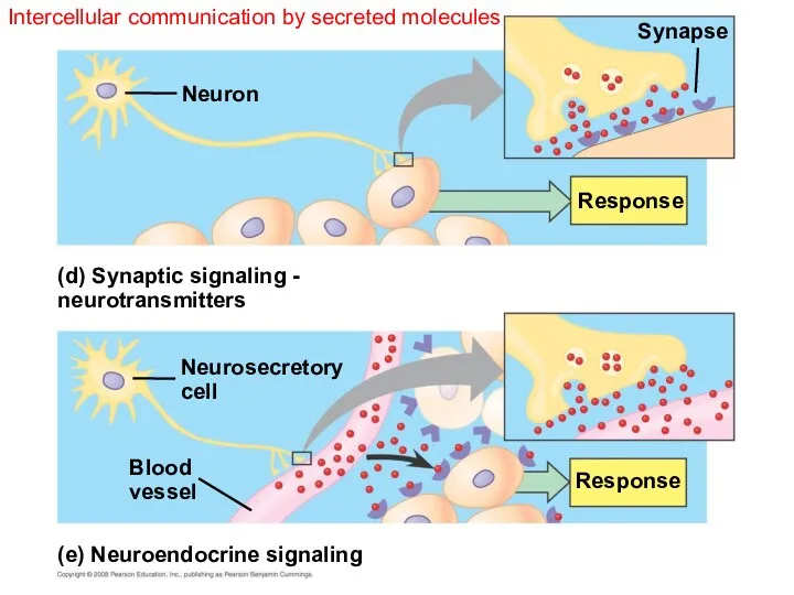 Intercellular communication by secreted molecules Response (d) Synaptic signaling - neurotransmitters Neuron Neurosecretory