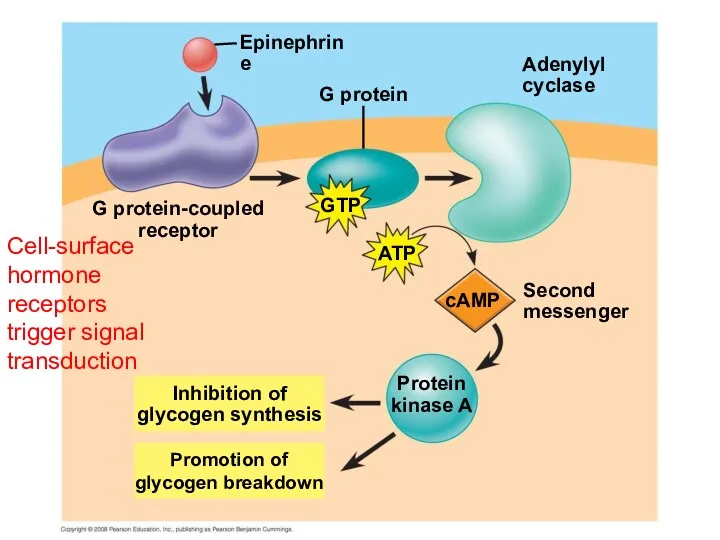 cAMP Second messenger Adenylyl cyclase G protein-coupled receptor ATP GTP G protein Epinephrine