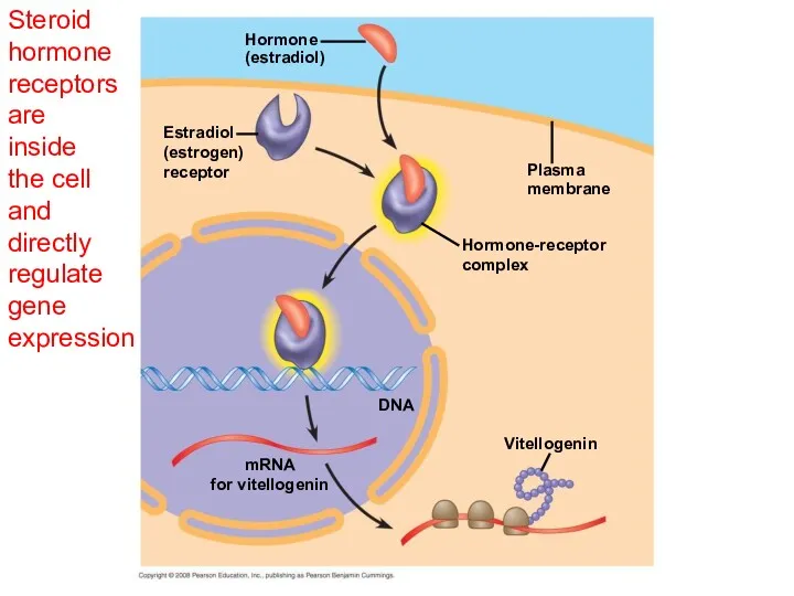 Steroid hormone receptors are inside the cell and directly regulate gene expression Hormone