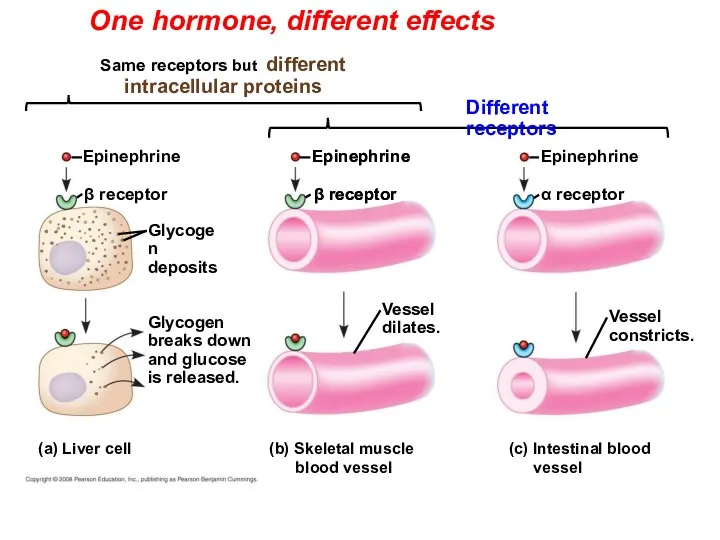 One hormone, different effects Glycogen deposits β receptor Vessel dilates. Epinephrine (a) Liver