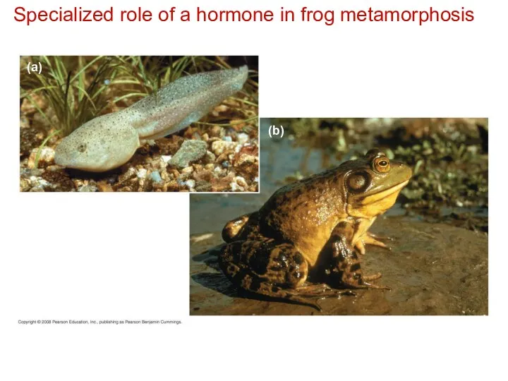 Specialized role of a hormone in frog metamorphosis (a) (b)