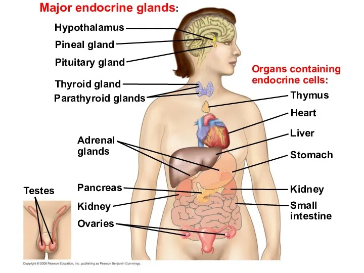 Major endocrine glands: Adrenal glands Hypothalamus Pineal gland Pituitary gland Thyroid gland Parathyroid