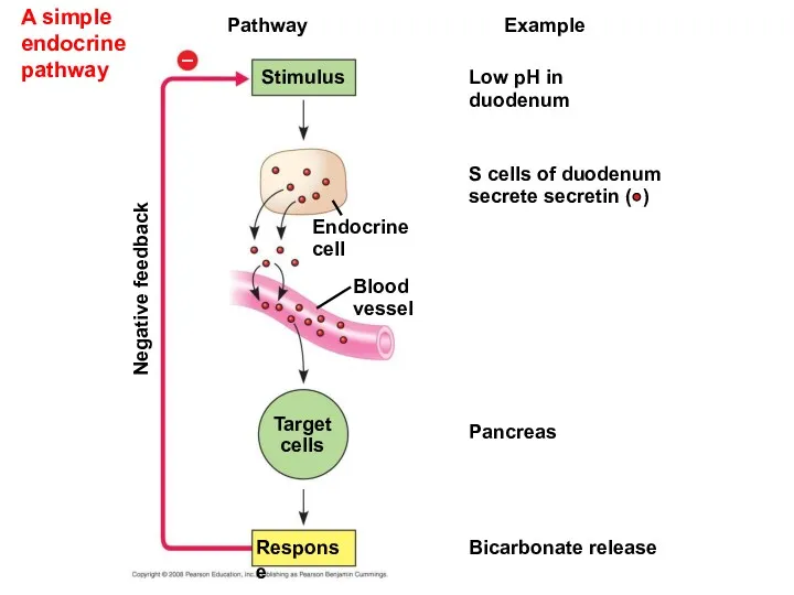 A simple endocrine pathway Pathway Example Stimulus Low pH in duodenum S cells