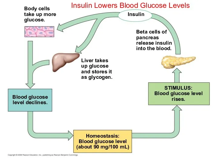 Insulin Lowers Blood Glucose Levels Homeostasis: Blood glucose level (about 90 mg/100 mL)