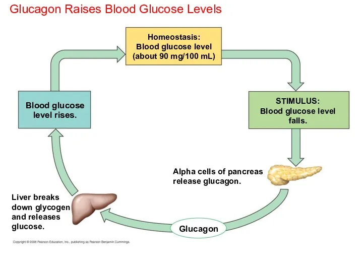 Glucagon Raises Blood Glucose Levels Homeostasis: Blood glucose level (about
