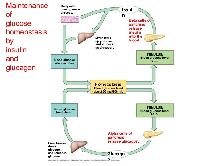 Maintenance of glucose homeostasis by insulin and glucagon Homeostasis: Blood glucose level (about