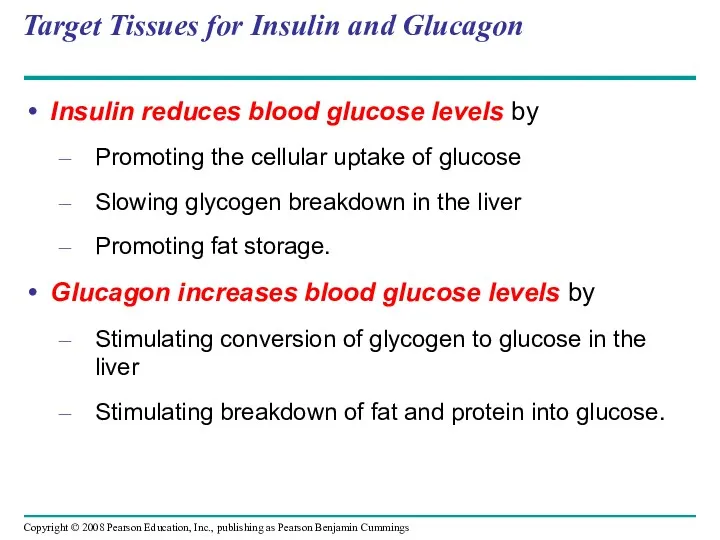 Target Tissues for Insulin and Glucagon Insulin reduces blood glucose levels by Promoting