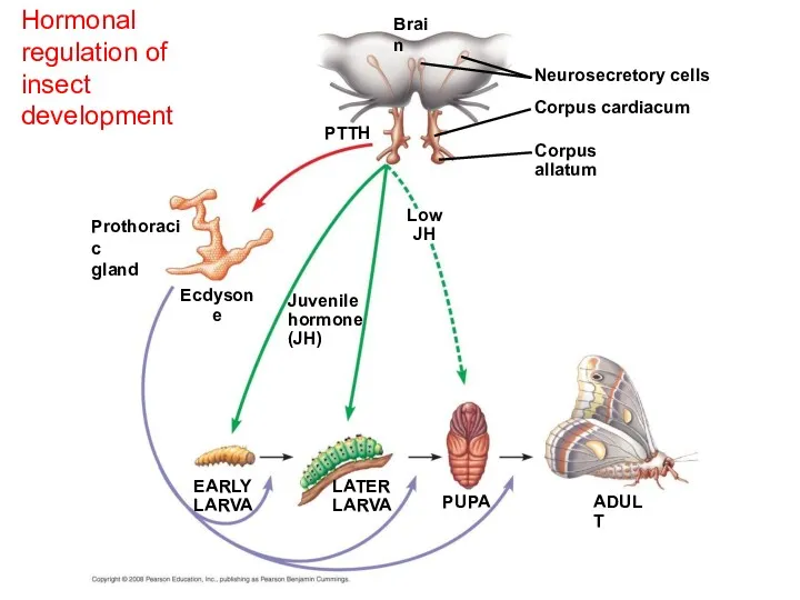 Hormonal regulation of insect development Ecdysone Brain PTTH EARLY LARVA Neurosecretory cells Corpus