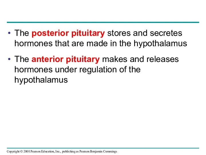 The posterior pituitary stores and secretes hormones that are made in the hypothalamus