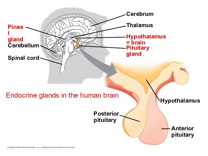 Endocrine glands in the human brain Spinal cord Posterior pituitary Cerebellum Pineal gland