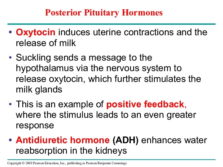 Oxytocin induces uterine contractions and the release of milk Suckling sends a message