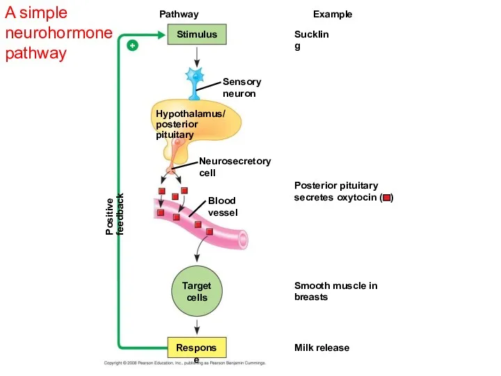 A simple neurohormone pathway Suckling Pathway Stimulus Hypothalamus/ posterior pituitary Positive feedback Example