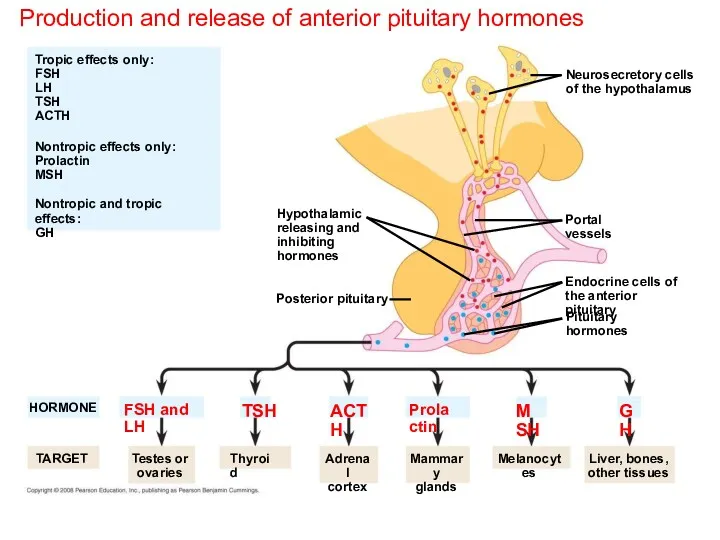 Production and release of anterior pituitary hormones Hypothalamic releasing and inhibiting hormones Neurosecretory