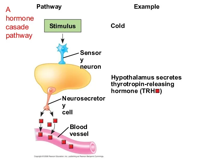 Cold Pathway Stimulus Blood vessel Example Sensory neuron Hypothalamus secretes thyrotropin-releasing hormone (TRH
