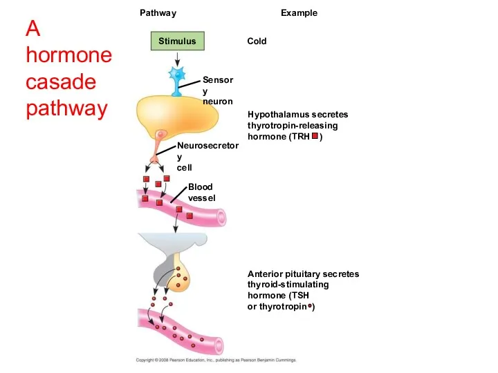 Cold Pathway Stimulus Hypothalamus secretes thyrotropin-releasing hormone (TRH ) Example